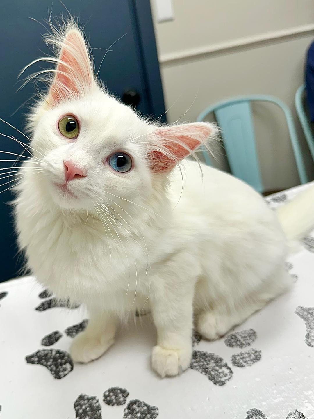 Snowy the White Turkish Angora Cat